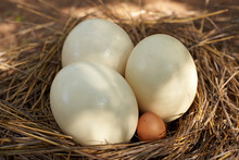 Close-up Of White And Brown Eggs In Nest