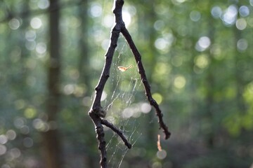 Sticker - spider web with dew drops