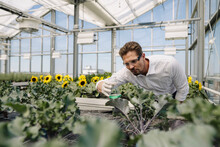 Male Scientist Holding Conical Flask While Examining Plants In Greenhouse