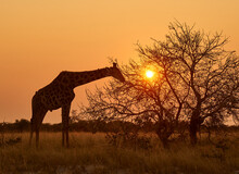 Africa, Botswana, Ihaha, Chobe National Park, Giraffe Eating From A Tree At Sunset