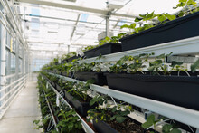 Close-up Of Potted Plants Growing On Racks In Greenhouse