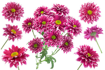 Wall Mural - Purple aster flower head collection