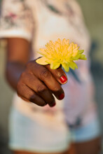 Woman's Hand Holding Yellow Flower, Close-up