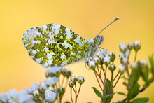 Scotland, Orange Tip Butterfly, Female, Anthocharis Cardamines, Sitting On Flower