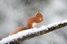 Eurasian Red Squirrel With Hazelnut On Snow-covered Tree Trunk