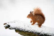 Eurasian Red Squirrel On Snow-covered Tree Trunk