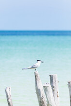 Bird Sitting On A Wooden Stake At The Sea, Holbox, Yucatan, Mexico