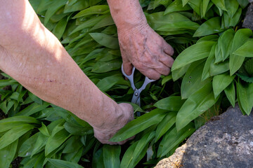 Wall Mural - Close-up of Adult woman, picking wild garlic Leaves with Hand