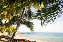 Costa Rica, Puntarenas Province, Montezuma, Palm Trees Growing On Coastal Beach