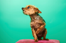 Studio Portrait Of Brown Yorkshire Terrier