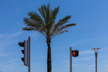 France, Alpes-Maritimes, Cagnes-sur-Mer, Palm Tree Between Two Stoplights