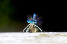 Portrait Of Blue Dragonfly Perching Outdoors
