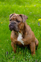 Portrait Of English Bulldog Sitting On Grass