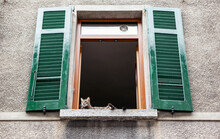 Cat Lying On Window Sill, Valchiavenna, Chiavenna, Province Of Sondrio, Lombardy, Italy