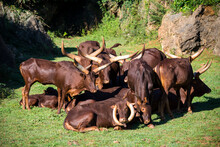Watusi Herd Resting All Together