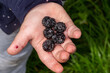 Ripe blackberries in children's hands