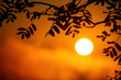Beautiful orange texture, a disk of dawn sun against the background of tree branches
