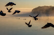 Silhouette of birds taking off in the dawn fog
