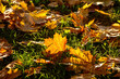 Beautiful texture of yellow maple leaves on the grass