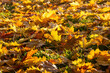 Beautiful texture of yellow maple leaves on the grass