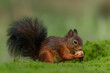 Eurasian red squirrel (Sciurus vulgaris) eating a walnut in the forest of Noord Brabant in the Netherlands.                                                                                        