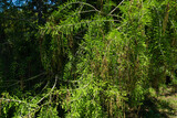 Fototapeta Dziecięca - Close-up of blooming Taxodium mucronatum (Taxodium Huegelii Lawson) branches, commonly known as Montezuma bald cypress or Montezuma cypress in Arboretum Park Southern Cultures in Sirius (Adler) Sochi
