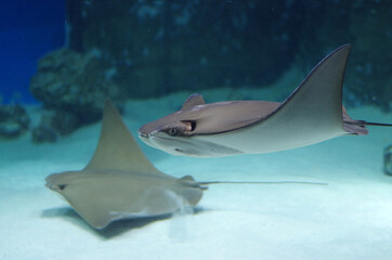 Wall Mural - Stingray swims in an aquarium