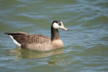 Canada Goose And Grey Goose Hybrid On Chiemsee, Bavaria, Germany
