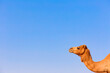 © Valentin Weinhaeupl/Westend61 - Head of a dromedary against blue sky, Oman