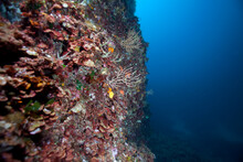 Underwater Reef With Small Gorgonians In Sea, Sagone, Corsica, France