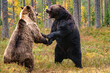 © Patrick Masse - Brown bear fight
