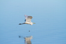 Germany, Bavaria, Chiemsee, Great White Egret In Flight