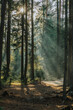 © Mareen Fischinger/Westend61 - Sunlight seen through trees in forest