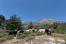 Wild Goats On Mountain Against Clear Blue Sky At Corsica, France