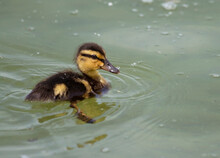 Mallard Duckling On Chiemsee, Bavaria, Germany