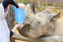 Boy Giving A Baby Rhino Water