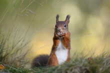 Close-up Of Red Squirrel Eating Nut On Plant