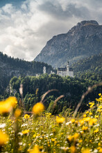 Germany, Bavaria, Schwangau, Neuschwanstein Castle And Mountains With Yellow Flowers In Meadow In Foreground