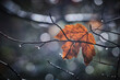 © Michael Reusse (alt)/Westend61 - Tree branch with single leaf in autumn