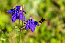 Bumblebee Flying By Purple Blooming Columbines (Aquilegia)