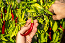 Hands Of Farmer Harvesting Chili Pepper While Cutting Stem At Organic Farm
