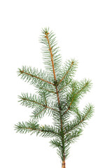 Poster - spruce branch isolated