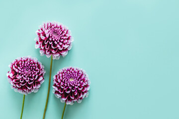 Amazing Dahlia flowers on a turquoise pastel background.