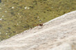 An adult male common darter sits resting on a rock. Taken in Burgos, Spain, in October 2021