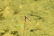 An adult male common darter sits perched on some herbal flower. Taken in Burgos, Spain, in October 2021