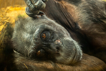 Canvas Print - Closeup shot of a chimpanzee