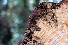Trunk Of A Pine Tree Close Up With Green Bokeh Background ~TIMBERLAND~