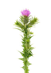 Italian thistle isolated on white background, Carduus pycnocephalus