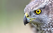 © millenius - Close-up portrait of Northern goshawk (Accipiter gentilis) on blurred background