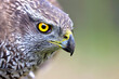 © millenius - Close-up portrait of Northern goshawk (Accipiter gentilis) on blurred background